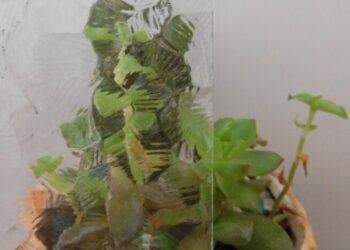 Wrought Iron Doors - villedoors.com