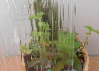 Wrought Iron Doors - villedoors.com