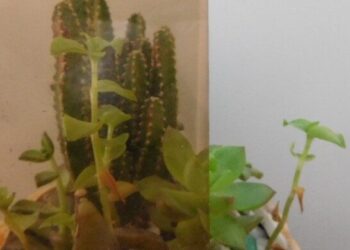 Wrought Iron Doors - villedoors.com